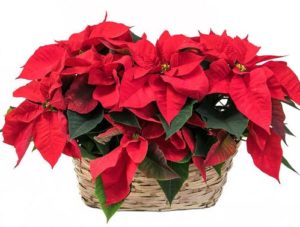 Two 6" (pot-size) red poinsettias in a double-peanut basket.