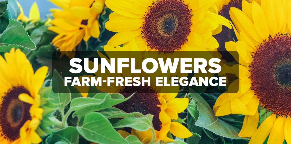 Bring Joy into Your Home with Sunflowers Central Square Florist