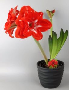 Amaryllis Plant with Red Blooms