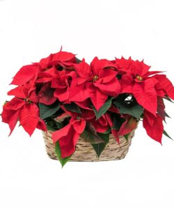 Two 6" (pot-size) red poinsettias in a double-peanut basket.