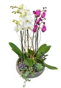 This lush, orchid & succulent planter is perfect for the home or office. Features 5 stems of phalaenopsis orchids and assorted succulents. 