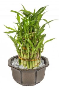  Lucky Bamboo thrives in either low light or indirect sunlight, making it an easy to care for gift they will love!