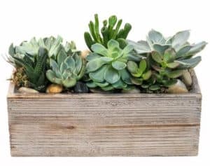 The gift of Zen. Send peace someone's way with this elegant, eye-pleasing arrangement of low-maintenance succulent plants