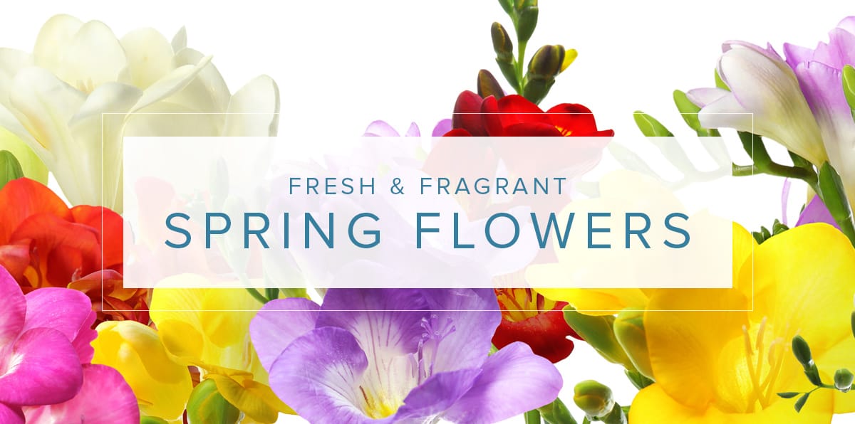 Fa Spring Flower Fabulous Spring Flowers We Love - Central Square Florist - Central ...