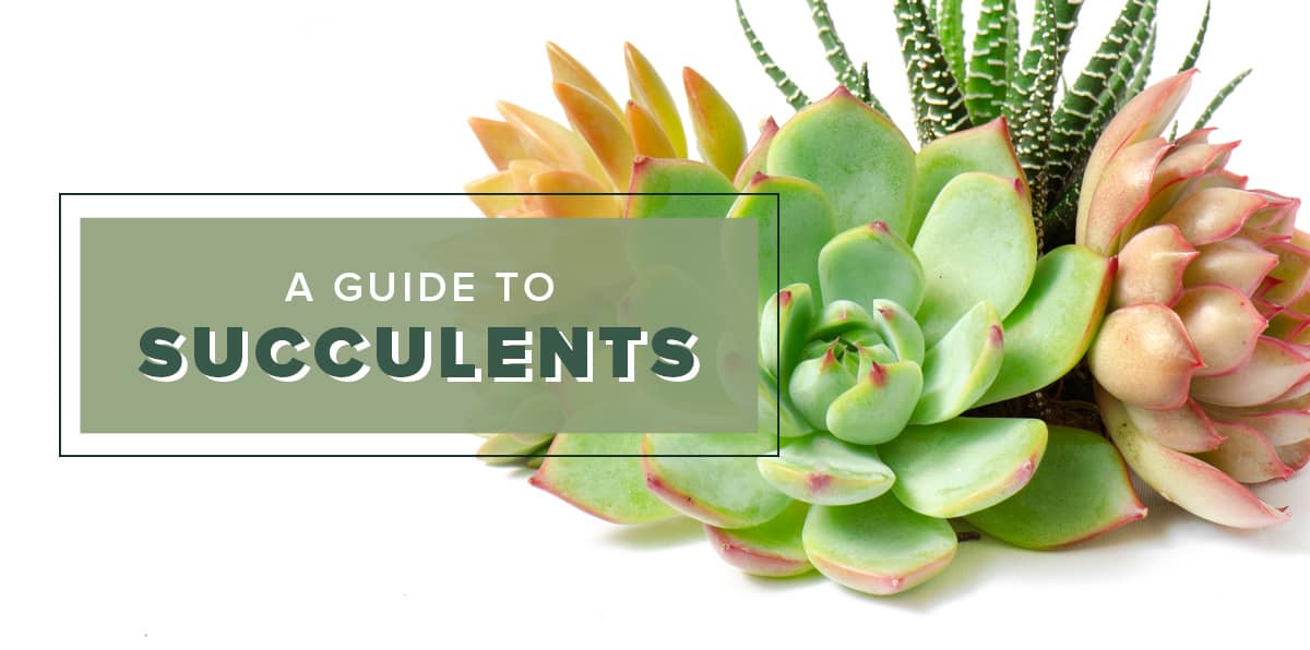 An Essential Guide to Growing Succulents - Central Square Florist - Central  Square Florist