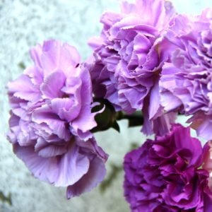 Lavender Carnations