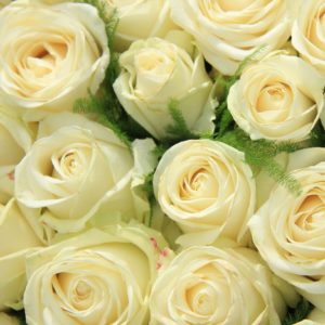 Pale Yellow Roses