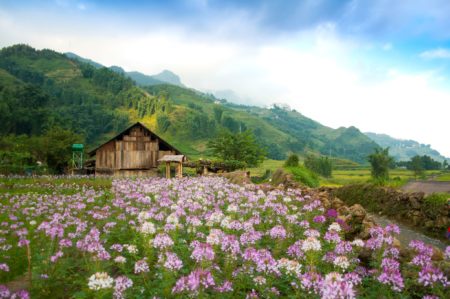 Flower Farm