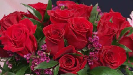 Red roses closeup